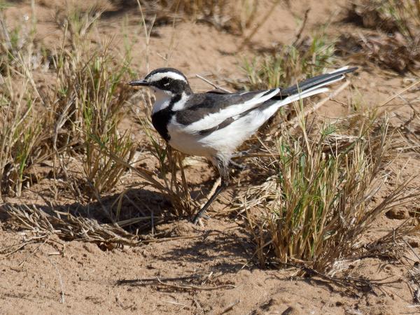 <h3>Motacilla aguimp / African pied wagtail / Afrikaanse bonte kwikstaart</h3>OM-1 Mark II with OLYMPUS M.300mm F4.0, 1/2000 sec at F4.0, ISO 250, distance 11.4 m